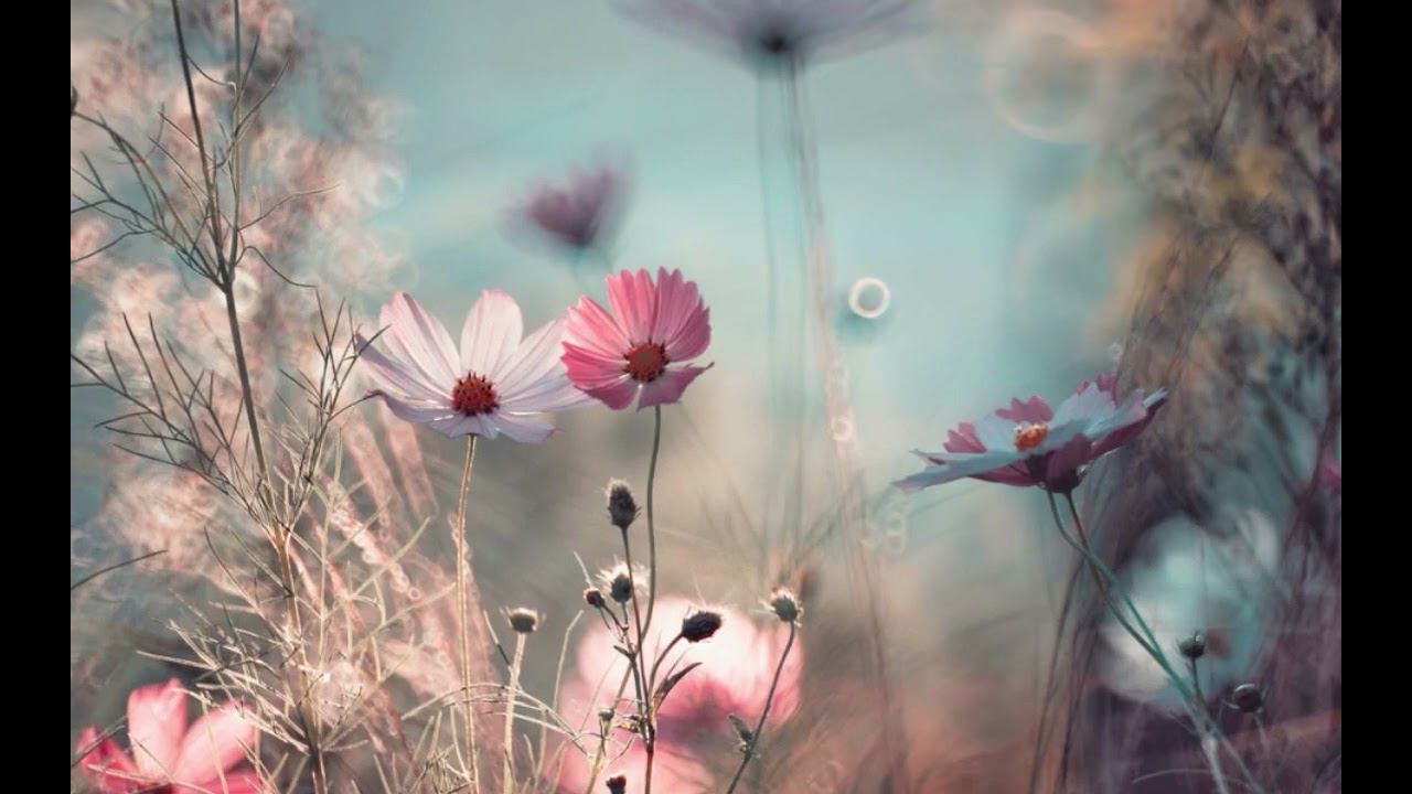 "Я хотела летать с тобой" М. Иващенко. Монтаж У. Расходчиковой смотреть онлайн