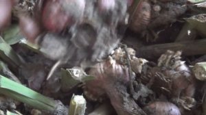 Размножение гладиолусов делением клубня.Результат