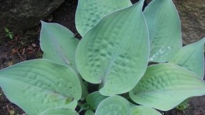 Hosta 'Purple Haze'