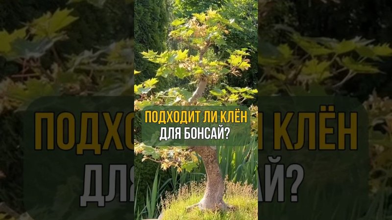 ПОДХОДИТ ЛИ КЛЕН ДЛЯ БОНСАЙ??