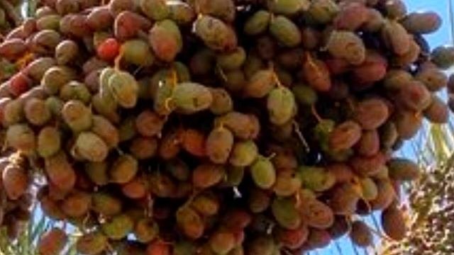 Чем полезны финики? Химический состав, калорийность.
