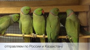 Попугай ожереловый (Psittacula krameri) продажа оптом