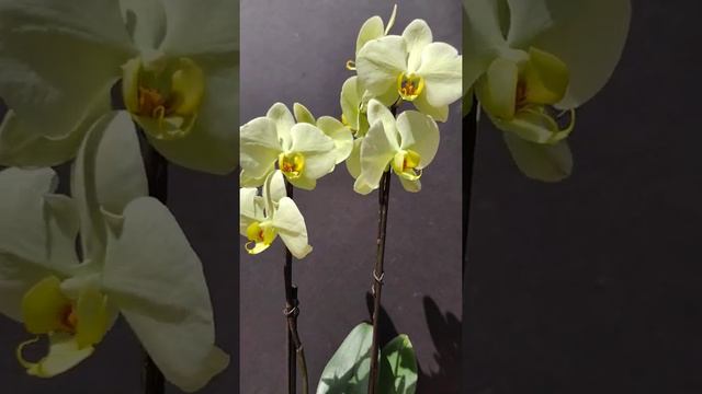 Phalaenopsis Star Green Beauty 3/22