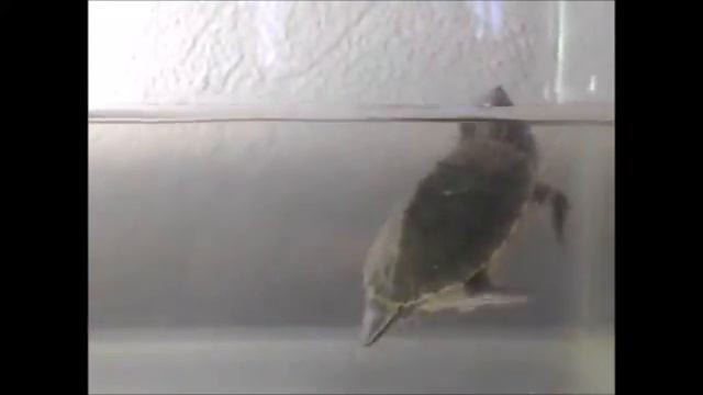 ТАНЕЦ ЧЕРЕПАХИ смотреть онлайн