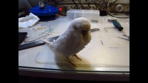 Как я собираю ламповый усилитель на 6П3С. От начала до конца. Часть 4