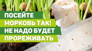 ОТЛИЧНЫЕ СПОСОБЫ ПОСЕВА МОРКОВИ. Сэкономите силы и время