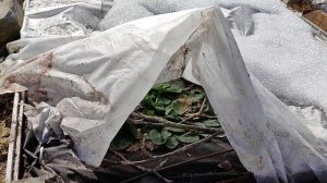 Как перезимовала клубника под укрытием Укрытие клубники на зиму