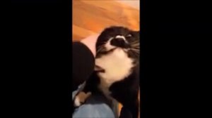 кошки встречают хозяев после долгой разлуки