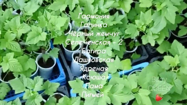 Саженцы чёрной смородины