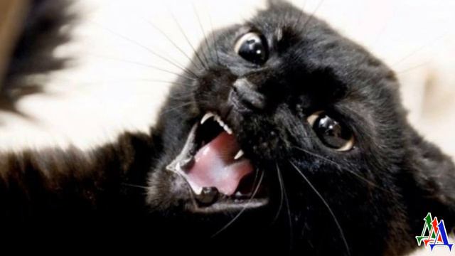 «Баба должна знать свое место!» - кот Гуталин взбесился и отвесил леща ошеломленной даме смотреть онлайн