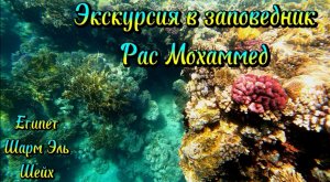 Заповедник РАС МОХАММЕД, Египет, Шарм Эль Шейх. Что можно увидеть на этой экскурсии?