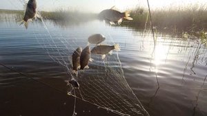 Рыбалка на удочку, экраны, мордушки в Сибири.
