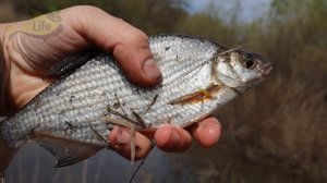 На эту наживку лещ клюет всегда даже в июне! Топ лучших наживок на леща На что клюет лещ?