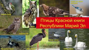 Птицы из Красной книги Республики Марий Эл