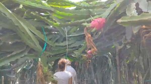 Кипр. Как выращивают драгонфрут на Кипре. Небольшая экскурсия по плантации.