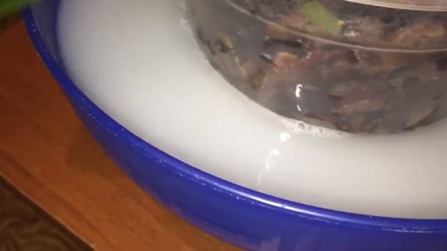 Фунгицид. Лечение орхидеи фаленопсис. Ждем детку орхидеи. Реанимашка фалика. смотреть онлайн