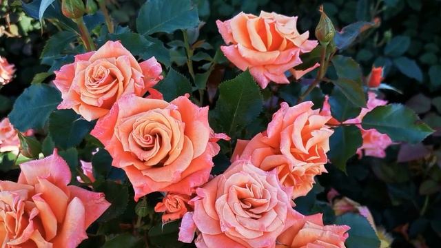 Роза Энн Хендерсен. смотреть онлайн