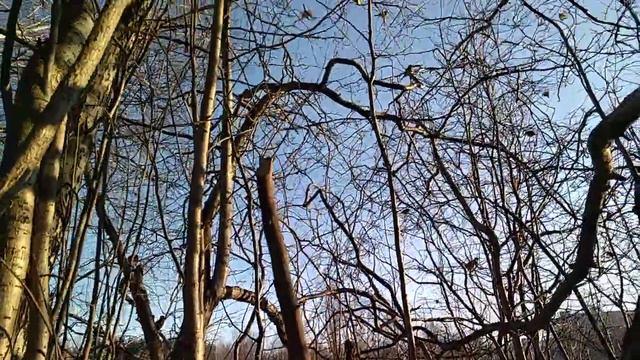 Кстово.ЛЕС.ПТИЧИЙ ПРИЮТ---