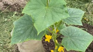 Как грамотно разместить 6 видов овощей в одной теплице ?