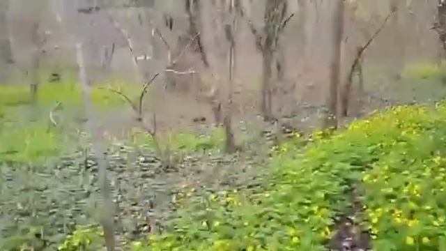Прогулка в лес в поисках 400 летнего дуба