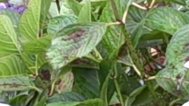 How to Prune a Bigleaf Hydrangea macrophylla смотреть онлайн