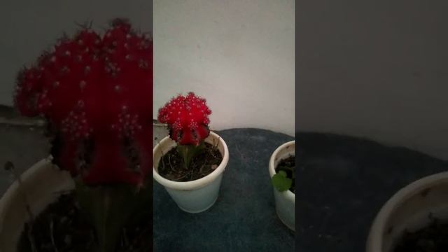 Moon Cactus#Gymnocalycium mihanovichii#Red Flower Cactus#Shorts смотреть онлайн