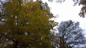 |4K| Осень. Зеленоградск. Прогулка