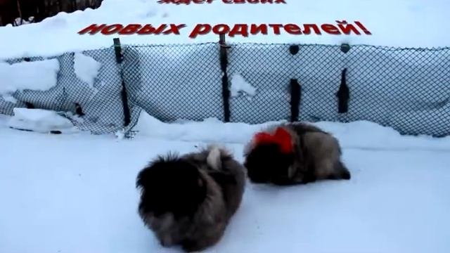 Софочка
