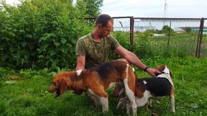 ПРОДОЛЖАЕМ РАЗВЕДЕНИЕ ЭСТОНСКИХ ГОНЧИХ