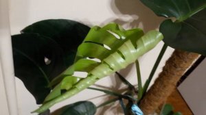 #монстера / Монстера ( лат. Monstera). Процесс открытия молодого перисторассечённого листа