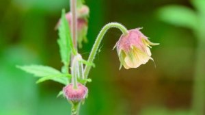 Все о траве Гравилат речной от Здравницы Полынь