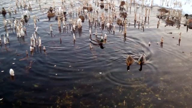 УТКИ В ГОРОДСКОМ ПРУДУ смотреть онлайн