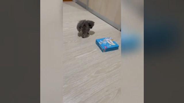 Приколы - 002.mp4