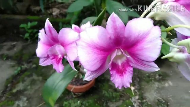 Dendrobium sripatum splash,bunganya istimewa смотреть онлайн