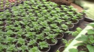 Выращивание цветов в теплице.#выращиваниецветоввтеплице .