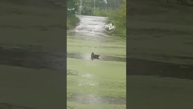 Коротко и ясно о дорогах Нижнего Новгорода