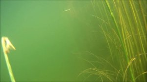 Шерубай Нура 12 07 2015. Снимаем старые сети.