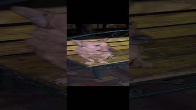 Настоящий потомственный дворянин