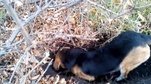 Собака разрывает нору лисы