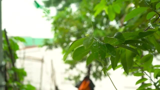 Музыка, приносящая удачу | Звуки природы | Mysterious meditation music that brings good luck 🎵 смотреть онлайн