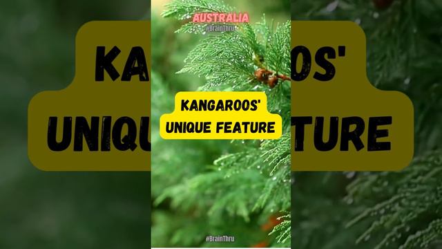 🦘🔄 Australia's Quirk: Kangaroos Can't Walk Backwards! 🇦🇺