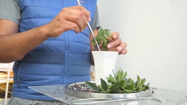 Dwarf Umbrella Tree, Schefflera Arboricola, Propagating Cutting, Part 2, Feb2022