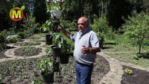 Выращиваем перец в горшке.