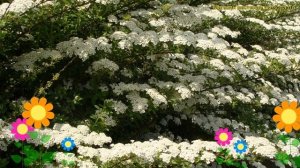 Спирея ниппонская Джун брид. Краткий обзор, описание характеристик spiraea nipponica June bride