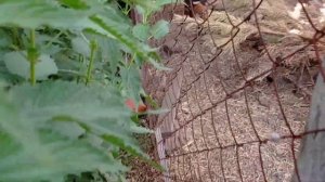 Летнее содержание ФАЗАНОВ ( взрослой птицы и молодняка!