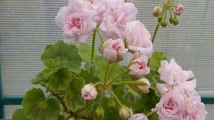 Пеларгония Millfield Rose (Милфилд Роуз)