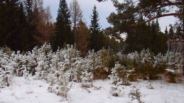 ЛИБЕРТАРИАНСТВО, классический либерализм и принцип ненападения