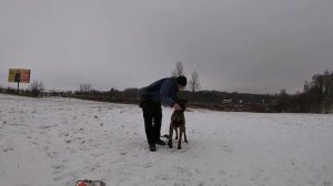 Дрессировка собаки: Команды сидеть, стоять лежать