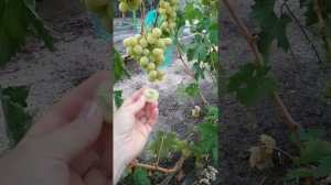 Виноград Тройка Павловского Е.Г.