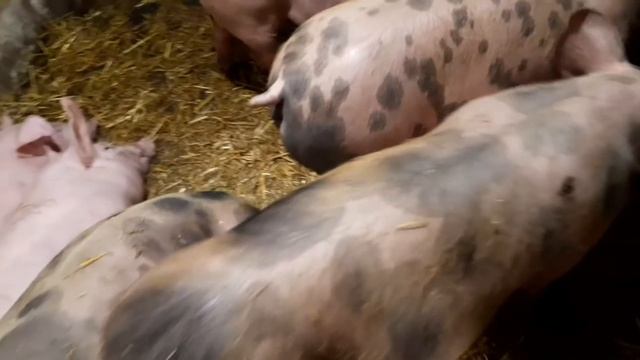 //Черные большие поросята//Разница веса поросят в день опороса 1 кг,в два месяца один к одному?// смотреть онлайн